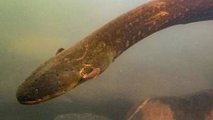 Bu yılan 850 volt elektrik üretiyor!