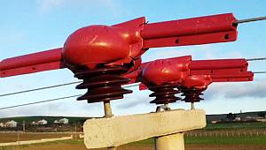Kuşlar elektrik akımına kapılmasın diye 3.500 direğe izolasyon uyguladı