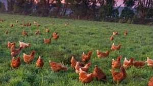 Tavuk gübresinden elektrik üretilecek: MERSİN'de