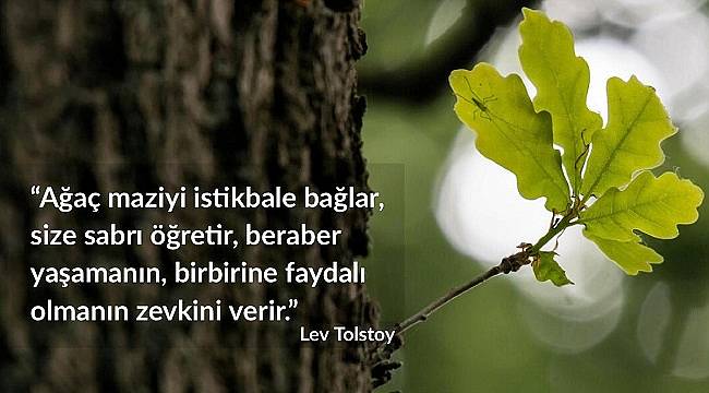 Ağaçların bu faydasını biliyor musunuz?