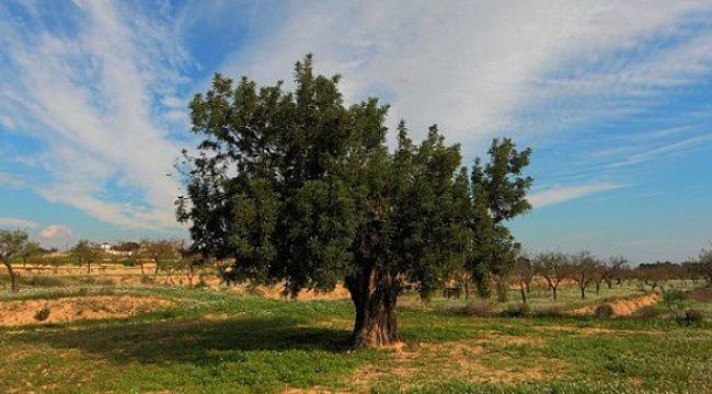 Biliyor musunuz? Değerli taşların ölçümünde referans olarak kullanılmıştır