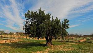 Biliyor musunuz? Değerli taşların ölçümünde referans olarak kullanılmıştır