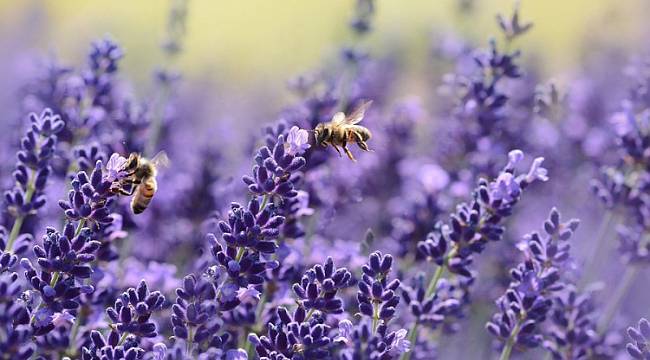 Bir kaşık bal için 30 bin çiçek geziyorlar: ARILARLA İLGİLİ HERŞEY