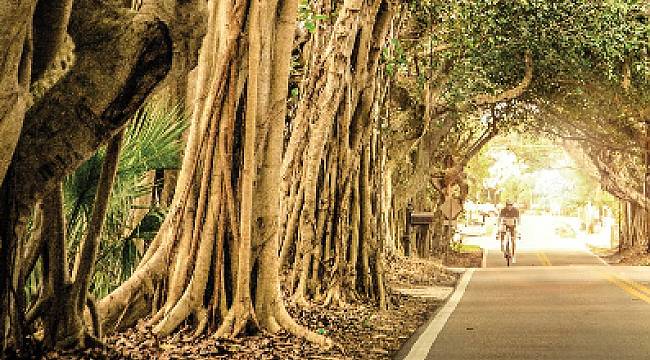 Dünya Şehirler Günü!