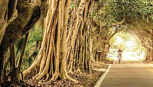 Dünya Şehirler Günü!