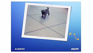 OPET: Sokak canlıları sevgine emanet