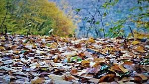 Sonbahar Yaprakları: Ağaçların ve canlıların besin kaynağı