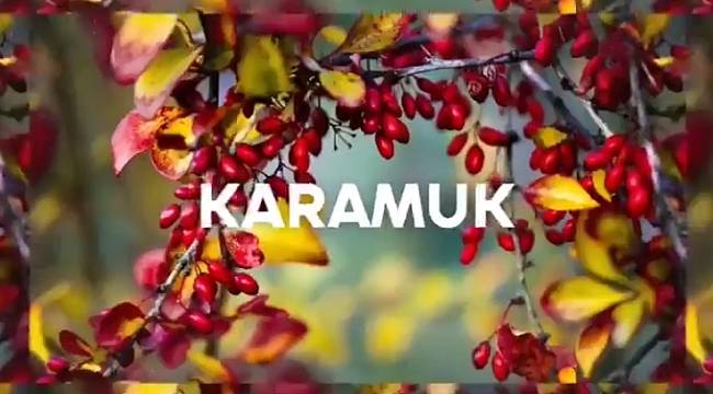 1 ağaç dikebilirsiniz: 10 TL