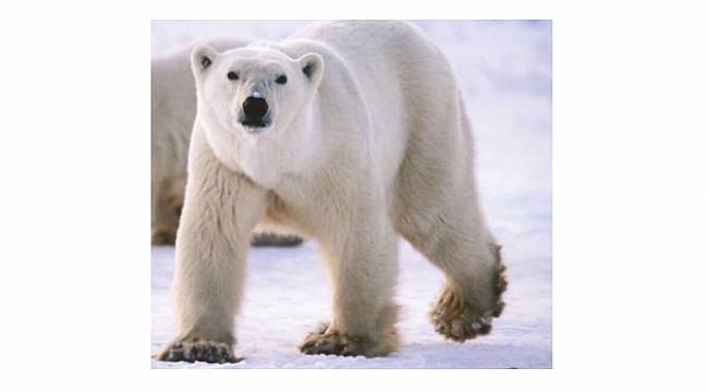 Küresel Isınma Kurultayı İZMİR&#039;de yapılıyor!