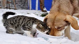 'Onlar bizim dostlarımız lütfen merhametli olalım'