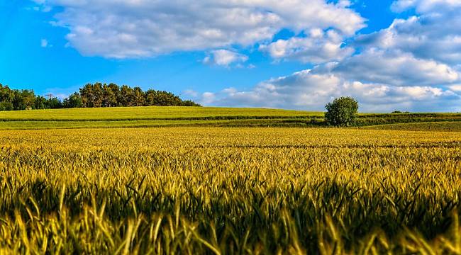 TEMA Vakfı: Toprakla ilgili merak ettiğiniz her şey burada