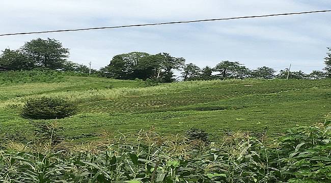 Yabancı elektrik abone sayısı yüzde 66 arttı: Trabzon, Rize, Giresun, Gümüşhane ve Artvin:&#039;de