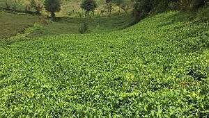 Yaş Çay nasıl toplanır? (VİDEOLU - HAFTASONU)