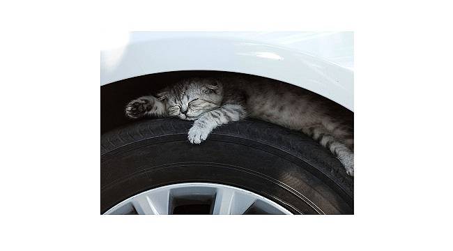 BP Türkiye:  Dostlarımız her zaman görebildiğimiz yerlerde olmayabilirler