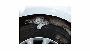 BP Türkiye:  Dostlarımız her zaman görebildiğimiz yerlerde olmayabilirler