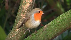 Havalar soğudu: Kuşlar için bunu yapabilirsiniz? (VİDEOLU)