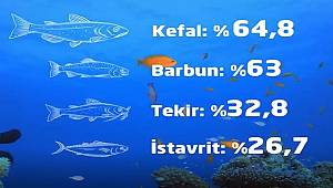 Konu denizlerimizdeki balıkların durumu: Sıfır Atık Türkiye paylaştı