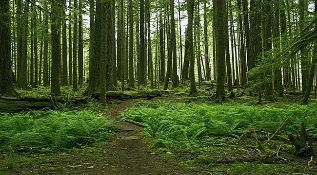 Biliyor musunuz? Ağaçlarda...