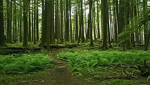 Biliyor musunuz? Ağaçlarda...