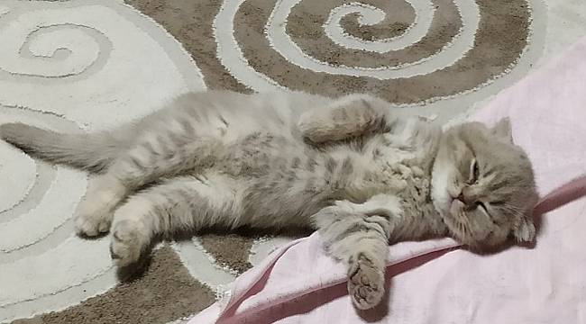 ENERJİ DÜNYASI: Bugün &#039;17 Şubat Kedi Günü&#039;