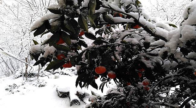 Karalahana ve mandalinalar kar altına kaldı (FOTO HABER)