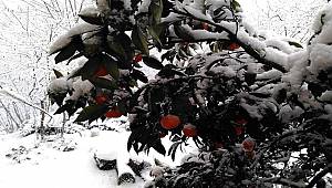 Karalahana ve mandalinalar kar altına kaldı (FOTO HABER)