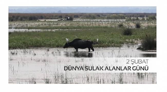 Peyzaj Mimarları Odası: Sulak alanlar mutlak suretle korunmalıdır