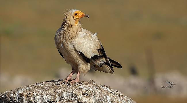 Vaillant’ın destekliyor: Küçük Akbabaları Koruma Projesi 2019&#039;DA önemli sonuçlara ulaştı