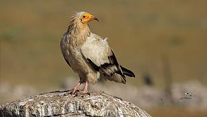 Vaillant’ın destekliyor: Küçük Akbabaları Koruma Projesi 2019'DA önemli sonuçlara ulaştı