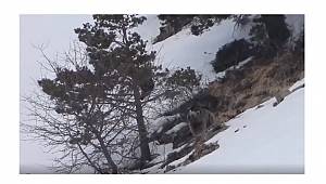 Doğal yaşamdan... Boz ayı ve yavruları!