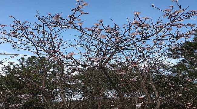 ODTÜ Eymir gölüne bahar geliyor