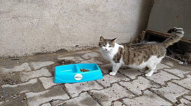 Limak Enerji ‘Sevgimiz, Enerjimiz Sizinle’ Projesi...