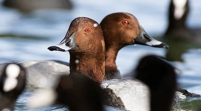 Dünya Biyolojik Çeşitlilik Günü&#039;nde Doğa Severlerden Çağrı