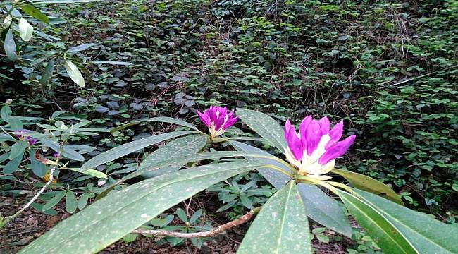 Fotoğraflarla bahar – TRABZON