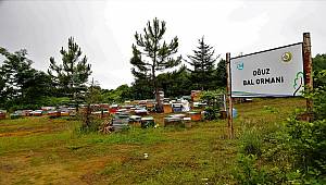 Orman Genel Müdürlüğü '20 Mayıs Dünya Bal Günü' açıklaması...