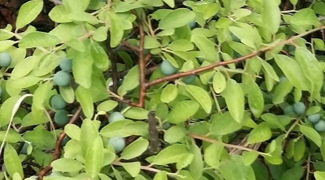 ODTÜ Eymir&#039;in organik meyvelerini gördünüz mü?