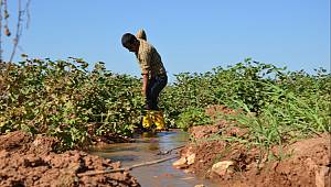 Dicle Elektrik: Çiftçilerin Elektrik Borçları...