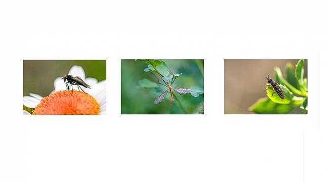 TANAP: Türkiye&#039;nin Biyoçeşitliliğine...