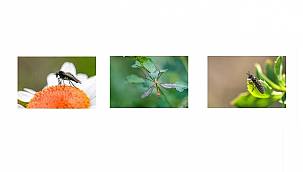 TANAP: Türkiye'nin Biyoçeşitliliğine...