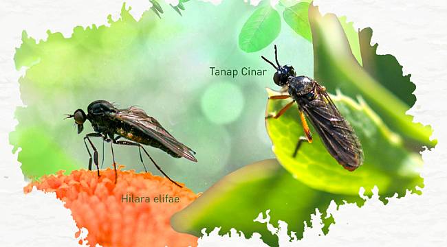 Tipula Tanap is not alone anymore!
