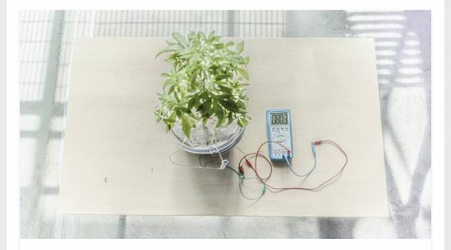 Bitkiler büyürken elektrik üretecek!