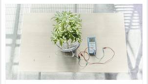 Bitkiler büyürken elektrik üretecek!