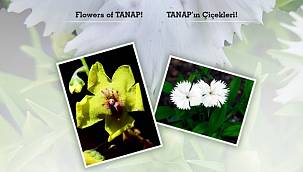 Flowers of TANAP