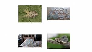 Orman Genel Müdürlüğü: ​Böceksavar Mantarlar Görev Başında