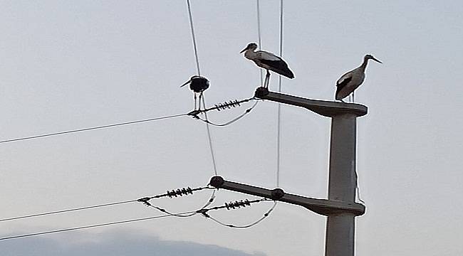SEDAŞ: Kanatlı dostlarımız için önlemlerini artırıyor