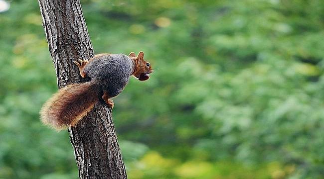 ‘4 Ekim Dünya Hayvanları Koruma Günü’  ​- OGM: Orman yangınlarında...