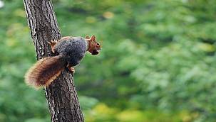 ‘4 Ekim Dünya Hayvanları Koruma Günü’  ​- OGM: Orman yangınlarında...