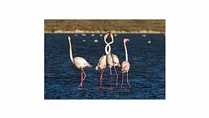 Enerji Bakanı Dönmez: Flamingolar geri dönüyor