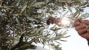 OGM: Yabani Zeytin Ağaçları Ekonomiye Kazandırılıyor
