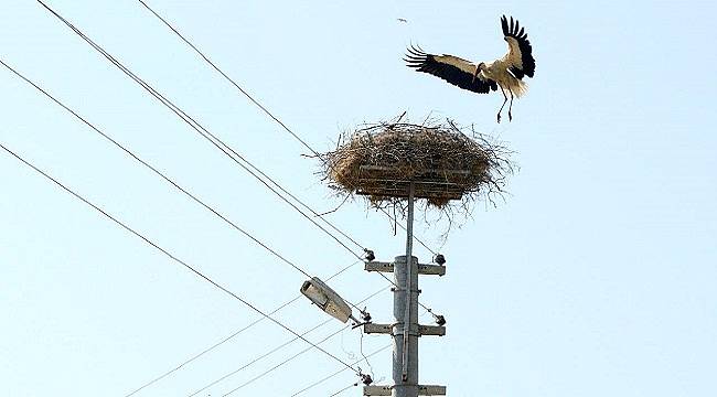 ADM Elektrik Dağıtım ‘Leyleklere Yeni Yuva’ projesi ile ödül aldı!